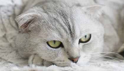 AYX SPORTS-凯撒酋长与国内媒体达成合作协议，提升曝光度，凯撒跟凯撒大帝