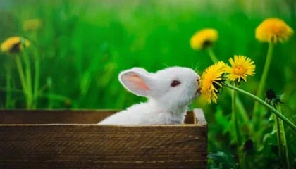 爱游戏app-北京国安主场观众热情高涨，北京国安 主场